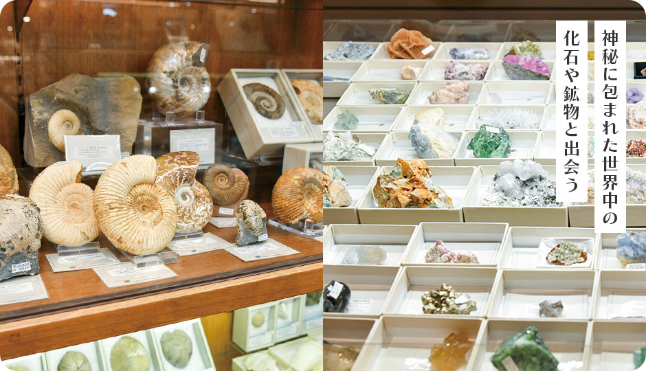 神秘に包まれた世界中の化石や鉱物と出会う